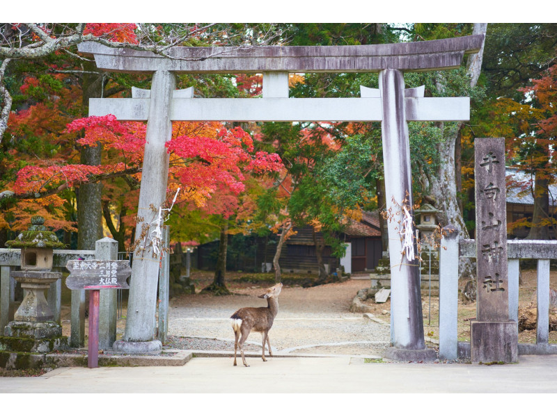 Japan Experience | Wild Way